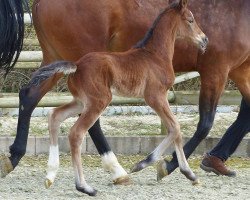 dressage horse Darlington 23 (Oldenburg, 2016, from Danone 4)