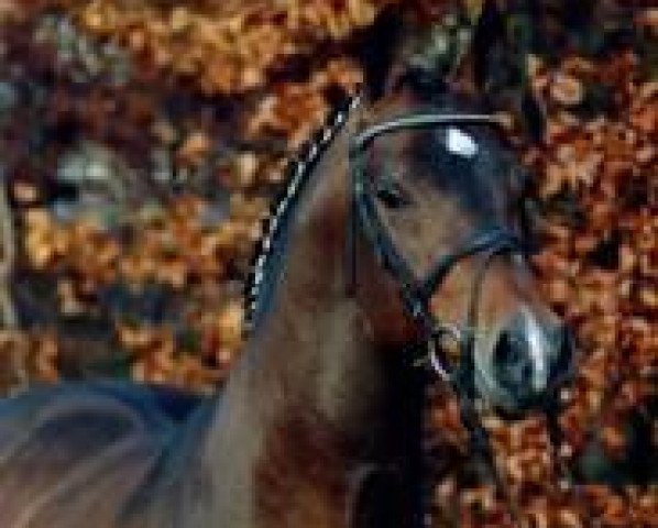 horse Lancer II (Holsteiner, 1986, from Landgraf I)