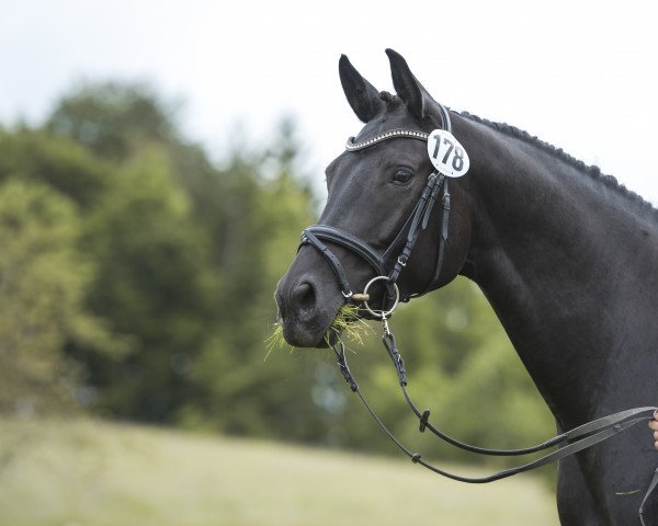 dressage horse Amalfie (Trakehner, 2011, from Editorial)