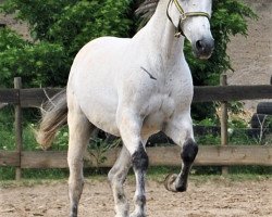 Pferd Campesino de Cris (Pura Raza Espanola (PRE), 2007, von Jaranero)