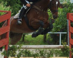 dressage horse Styx MZ (German Sport Horse, 2010, from Simonetti)