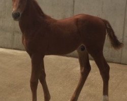 horse Hengst von Ituango xx (German Sport Horse, 2017, from Ituango xx)