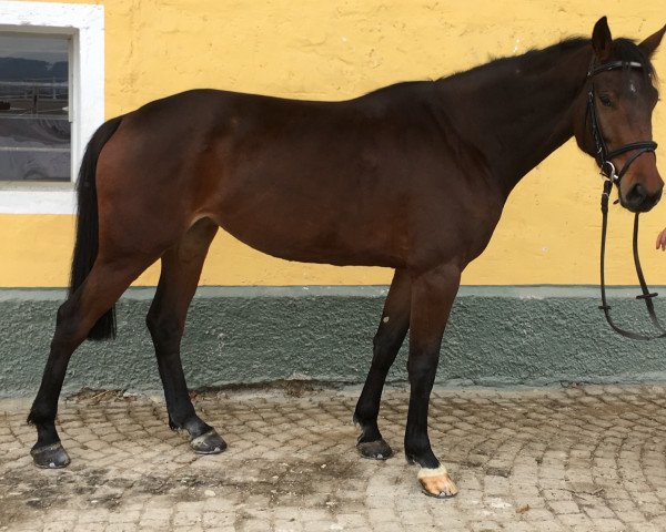 broodmare Choryphea MZ (German Sport Horse, 2013, from Conthargos)