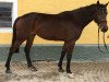 broodmare Choryphea MZ (German Sport Horse, 2013, from Conthargos)