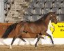 dressage horse Dusty Z (German Riding Pony, 2007, from Don Joshi)