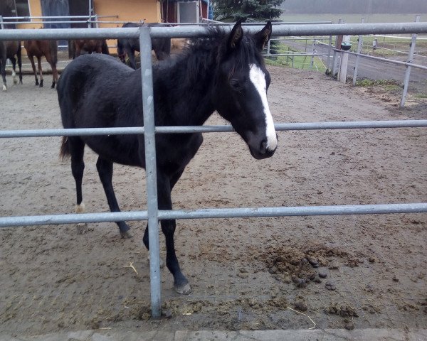 Springpferd Violet (Deutsches Sportpferd, 2017, von Valentino)