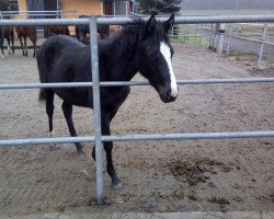 jumper Violet (German Sport Horse, 2017, from Valentino)