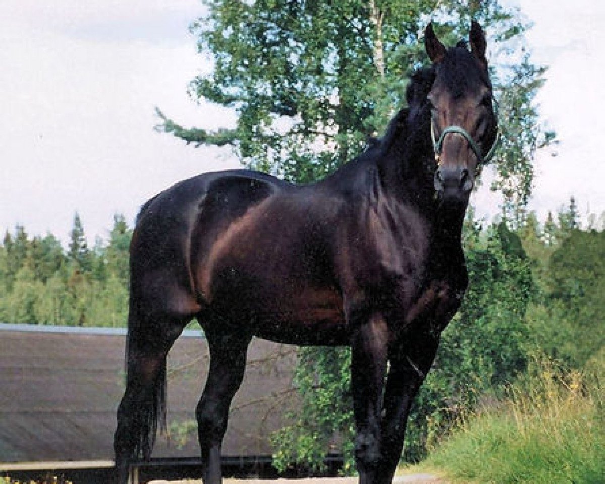Deckhengst Zinntaler xx STS (Englisches Vollblut, 1983, von Nebos xx)