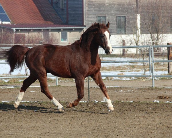 horse Florenzo 11 (Bavarian, 1995, from Fredericus-an)