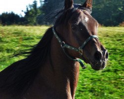 horse MM Nasran ox (Arabian thoroughbred, 1998, from Manial II 1985 ox)