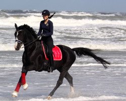 dressage horse Charming K (Hanoverian, 2002, from Charly Chaplin)