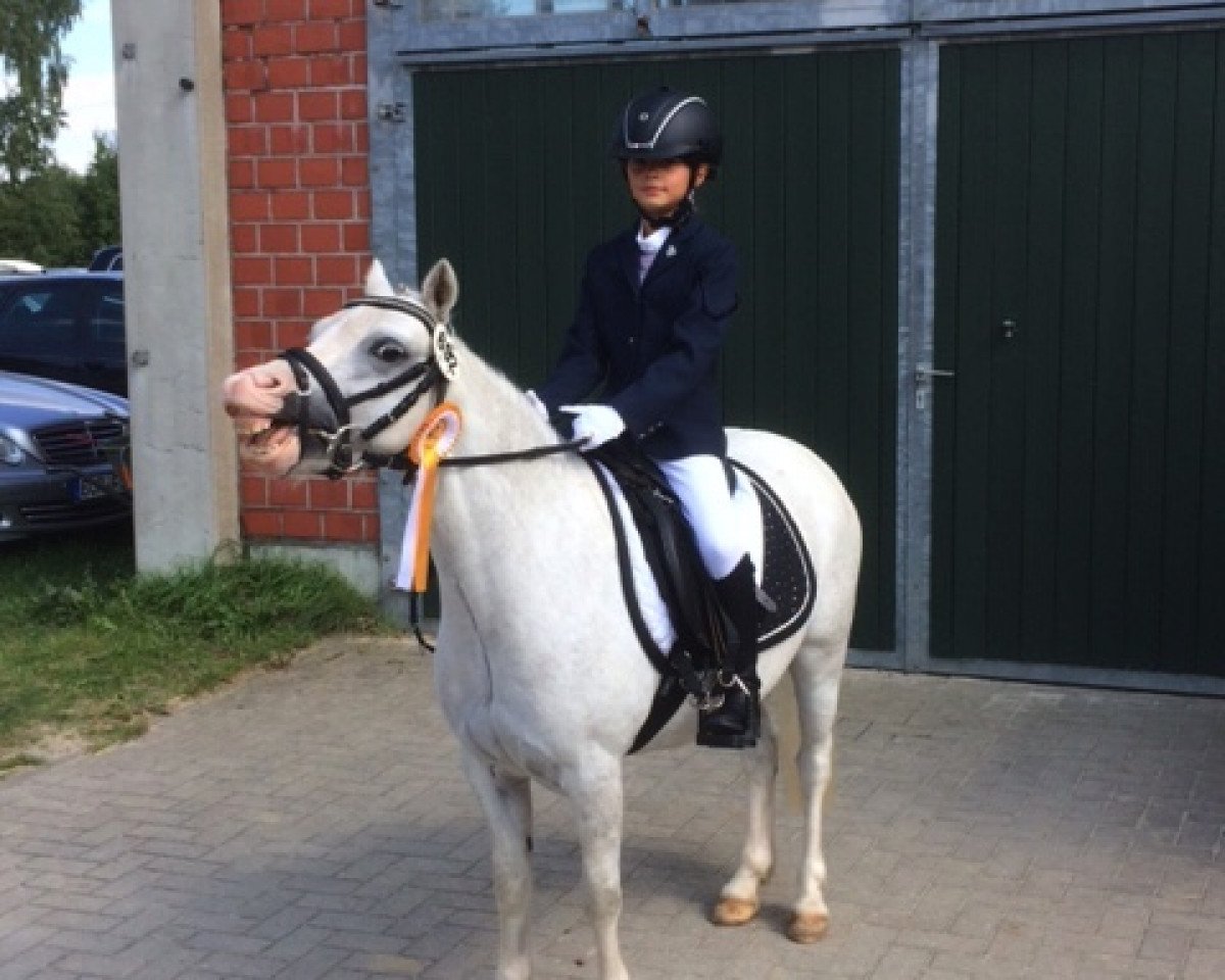 Dressurpferd Ruppera Crystal Rose (Welsh Mountain Pony (Sek.A), 2012, von Ruperra Comet Bach)