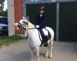 Dressurpferd Ruppera Crystal Rose (Welsh Mountain Pony (Sek.A), 2012, von Ruperra Comet Bach)