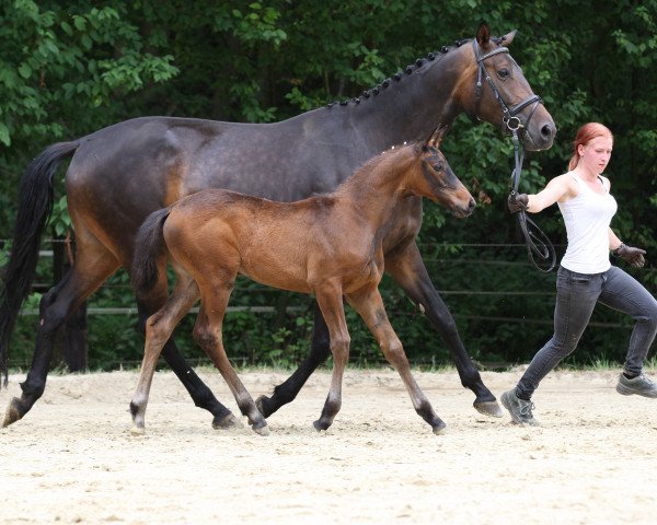 dressage horse Happy's Voll Gerne/T. (Trakehner, 2017, from Honoré du Soir)