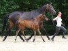 dressage horse Happy's Voll Gerne/T. (Trakehner, 2017, from Honoré du Soir)