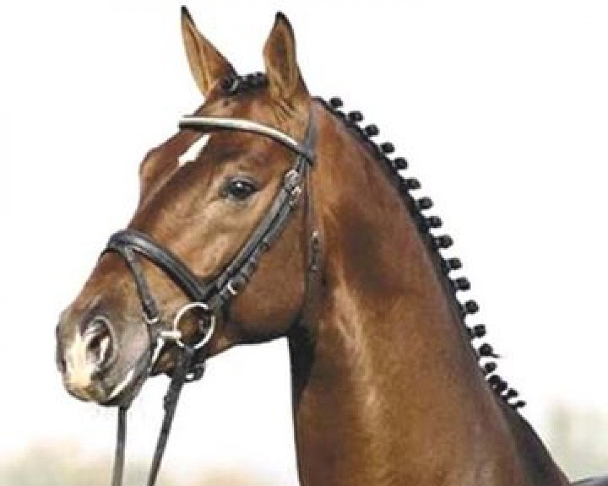 stallion Schönglanz (Trakehner, 1995, from Enchantee)