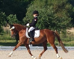 dressage horse Duchess Free (German Riding Pony, 2002, from Dornik B)