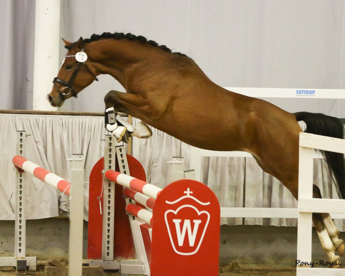 dressage horse Clint Eastwood 14 (German Riding Pony, 2015, from Coldplay)