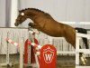 dressage horse Clint Eastwood 14 (German Riding Pony, 2015, from Coldplay)