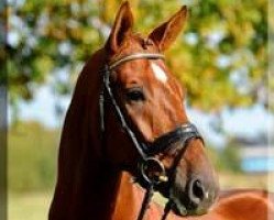 stallion Barclay 20 (Hanoverian, 2005, from Belissimo NRW)