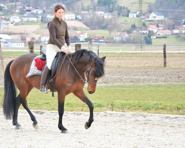 horse Comisario IX. (Andalusians/horse of pure Spanish race, 2012)