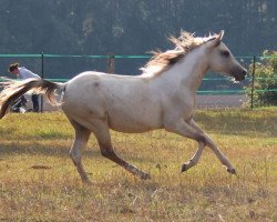 Pferd Hayat Holly (Quarab, 2015, von BPR Crystal Dear Chex)