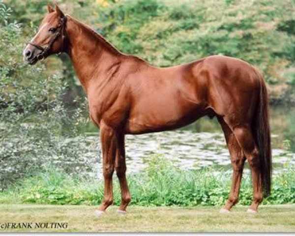 stallion Kalatos xx (Thoroughbred, 1992, from Big Shuffle xx)