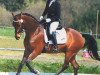 dressage horse Remember Me 97 (Oldenburg, 2012, from Royal Classic I)