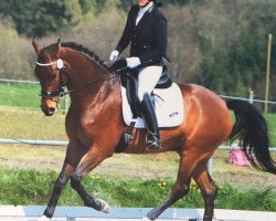 dressage horse Remember Me 97 (Oldenburg, 2012, from Royal Classic I)