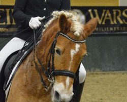 broodmare Irina II (Haflinger, 2002, from Amadeus)