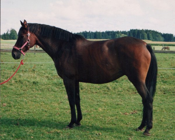 Zuchtstute daphne (Württemberger, 1985, von Dekan)