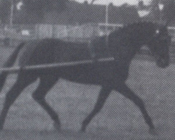stallion Macbeth I (Holsteiner, 1969, from Marlon xx)