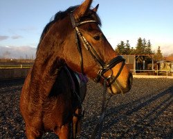 Springpferd Casja (Deutsches Sportpferd, 2012, von Coubertin 3)