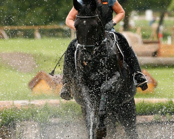 jumper Gianni 13 (Hanoverian, 2003, from Graf Top)