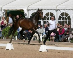 Zuchtstute Kalahari (Trakehner, 2008, von Donaufels)