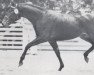 stallion Magnat I (Holsteiner, 1976, from Marlon xx)
