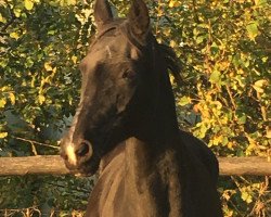 broodmare Emma Lee (Hanoverian, 2000, from Espri)