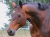 broodmare Havanna 127 (Hanoverian, 2005, from Hochadel)