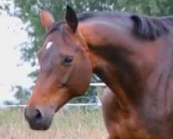 broodmare Havanna 127 (Hanoverian, 2005, from Hochadel)