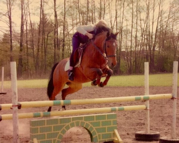 horse Chanel-S (Hanoverian, 1992, from Colani)