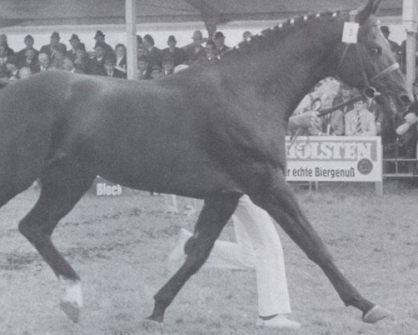 stallion Merlin (Holsteiner, 1968, from Marlon xx)