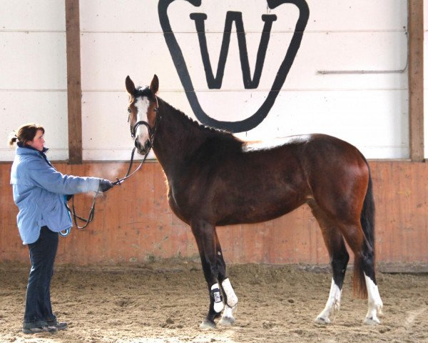 broodmare Quincy (Westphalian, 2010, from Quality 9)