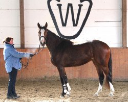 broodmare Quincy (Westphalian, 2010, from Quality 9)