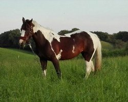 dressage horse Sinja (Lewitzer, 2004, from Alswin)