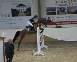 jumper Cuba Libre (New Forest Pony, 2008, from Cassedy)