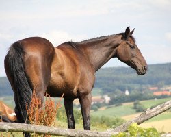 Springpferd Lucy Lou (Bayer, 2007, von Acordelli)