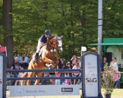 Springpferd Golden East (Trakehner, 2007, von Shavalou)