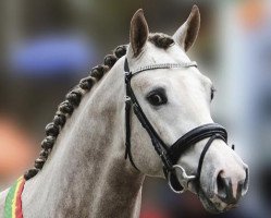 stallion Coupie (Westphalian, 2010, from Coupe de Coeur 2)