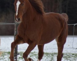 Springpferd Calisto (Holsteiner, 2010, von Carrico)