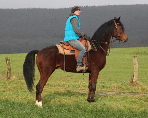 Pferd Elader (Vollblutaraber, 2013, von Kahil Al Shaqab ox)